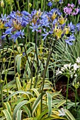 AGAPANTHUS GOLD STRIKE