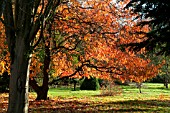 NYSSA SINENSIS AGM CHAMPION TREE IN THE SIR HAROLD HILLIER GARDENS AND ARBORETUM