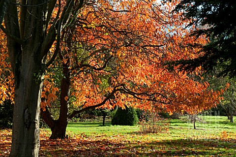 NYSSA_SINENSIS_AGM_CHAMPION_TREE_IN_THE_SIR_HAROLD_HILLIER_GARDENS_AND_ARBORETUM