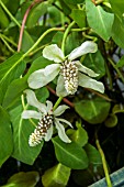 ANEMOPSIS CALIFORNICA