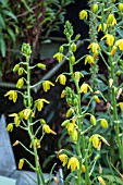 ALBUCA SHAWII