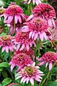 ECHINACEA COTTON CANDY