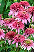 ECHINACEA COTTON CANDY