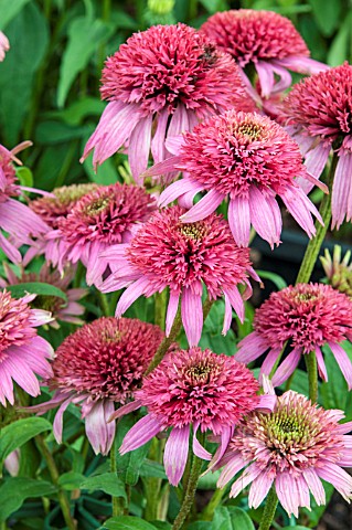 ECHINACEA_COTTON_CANDY