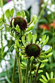 ECHINACEA GREEN ENVY