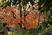 NYSSA SINENSIS AGM CHAMPION TREE IN THE SIR HAROLD HILLIER GARDENS AND ARBORETUM