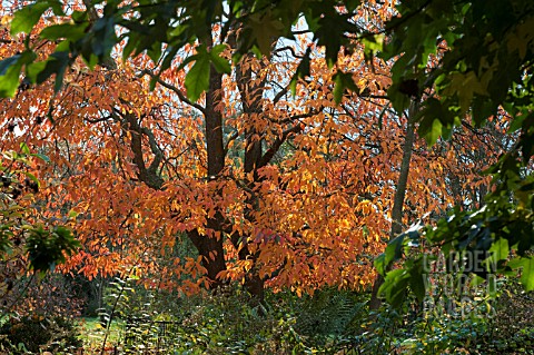 NYSSA_SINENSIS_AGM_CHAMPION_TREE_IN_THE_SIR_HAROLD_HILLIER_GARDENS_AND_ARBORETUM