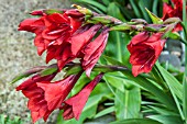 GLADIOLUS FLANAGANII