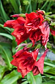 GLADIOLUS FLANAGANII