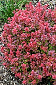 BERBERIS THUNBERGII FIREBALL