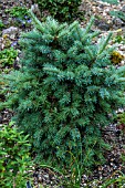 PSEUDOTSUGA MENZIESII DANDY DOUG