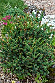 PICEA GLAUCA JULIAN POTTS