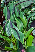 CANNA CLEOPATRA