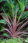 CORDYLINE AUSTRALIS SOUTHERN SLENDOUR