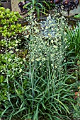 ZIGADENUS ELEGANS