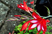 GLADIOLUS CARDINALIS