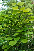 CERCIS CANADENSIS MELON BEAUTY