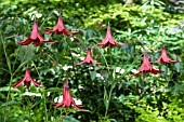 LILIUM CANADENSIS VAR COCCINEUM