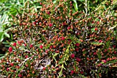 MICROCACHRYS TETRAGONA IN FRUIT