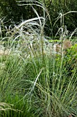 STIPA BARBATA