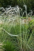 STIPA BARBATA