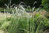 STIPA BARBATA