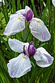 IRIS ENSATA MIST FALLS