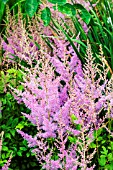 ASTILBE HYAZINTH