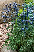 ERYNGIUM PICO