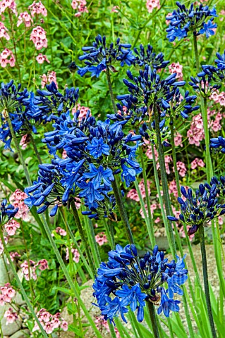 AGAPANTHUS_WINDLEBROOKE