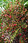 MICROCACHRYS TETRAGONA IN FRUIT