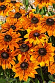 RUDBECKIA SUMMERINA