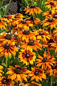 RUDBECKIA SUMMERINA