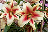 LILIUM BOOGIE WOOGIE