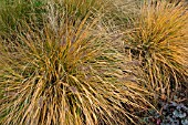 PENNISETUM ALOPECUROIDES JAPONICUM