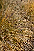 PENNISETUM ALOPECUROIDES JAPONICUM