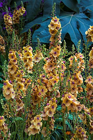 VERBASCUM_CLEMENTINE