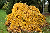 PARROTIA PERSICA PENDULA IN AUTUMN