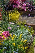 SPRING BORDER WITH COLOURFUL HALF HARDY PLANTS