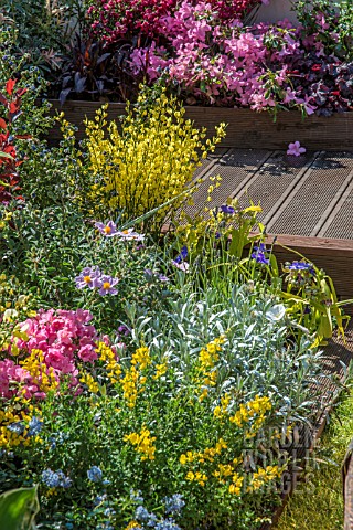 SPRING_BORDER_WITH_COLOURFUL_HALF_HARDY_PLANTS