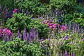 SLOPING GARDEN WITH DWARF PINES AND PERENNIAL WITH GRASSES