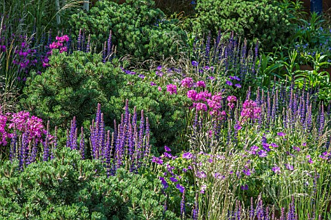 SLOPING_GARDEN_WITH_DWARF_PINES_AND_PERENNIAL_WITH_GRASSES