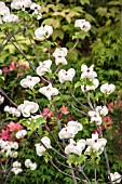 CORNUS FLORIDA RAINBOW