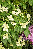 CORNUS KOUSA TEUTONIA