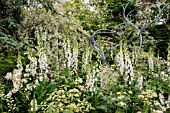 WHITE BORDER WITH DIGITALIS