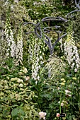 WHITE BORDER WITH DIGITALIS