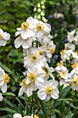 CARPENTERIA CALIFORNICA BODNANT