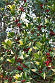 ILEX AQUIFOLIUM FLAVESCENS