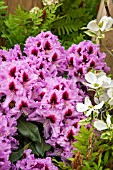 RHODODENDRON KABARETT