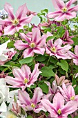 CLEMATIS ROSAMUNDE